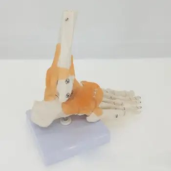 PVC Funkčné Nohy Spoločné s Väzy Anatomický Model Kostry Anatómie Lekárskej Život Veľkosť Displeja Výučby Školy